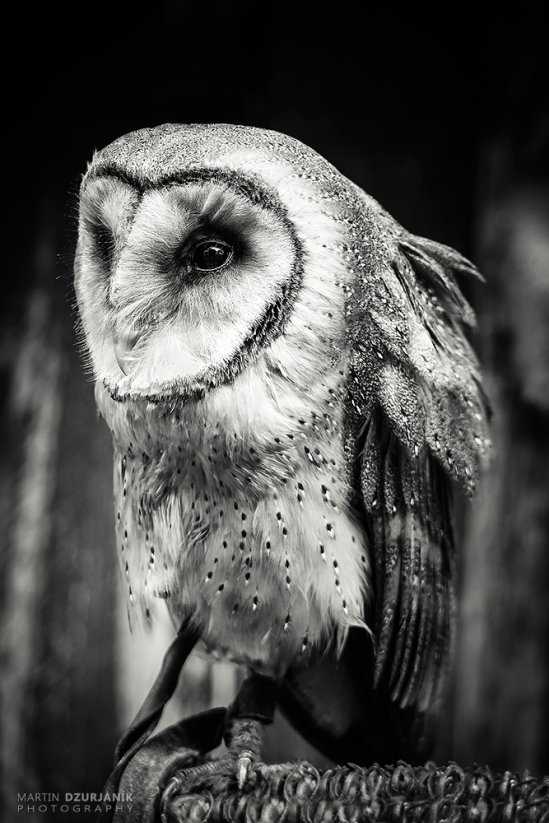 Barn Owl III.